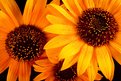 Picture Title - Sunflowers Peeking