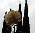 Picture Title - flower and sky