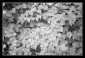 Picture Title - Leaves Galore