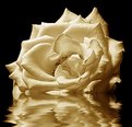 Picture Title - Tinted rose on water