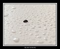 Picture Title - Drops