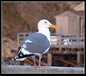 Picture Title - Seagull in a Trance