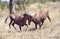 Picture Title - Fighting Tsessebe