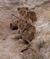 Picture Title - Lions in Namibia