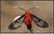 Scarlet-bodied Wasp Moth