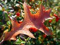 Picture Title - leaf in the morning