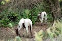 Picture Title - WILD HORSES