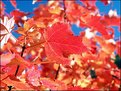 Picture Title - Red leaf