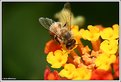 Picture Title - Bee I