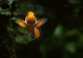 Picture Title - Clownfish