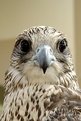 Picture Title - falcon