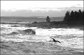 Picture Title - The gull, the wave, the pine