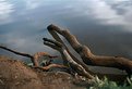 Picture Title - Nature's arm