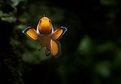 Picture Title - Clownfish 2