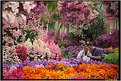 Picture Title - the color of garden