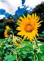 Picture Title - Sunflowers