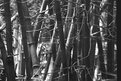 Picture Title - Bamboo