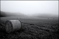 Picture Title - Field in Fog
