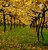 Autumn vineyard