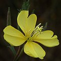 Picture Title - Evening Primrose