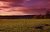 field sunset