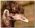 Close up portrait of an Emu