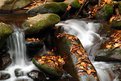 Picture Title - LEAVES  IN  THE  WATER