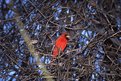 Picture Title - Cardinal