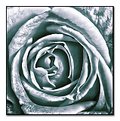 Picture Title - Stone Rose