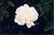 White Rose