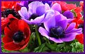 Picture Title - Anemone