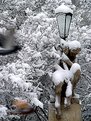 Picture Title - Winter scenes
