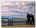 Picture Title - Sea gulls