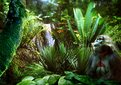 Picture Title - Jungles