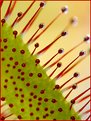 Picture Title - Carnivorous plant: Drosera Capensis