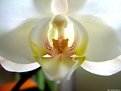 Picture Title - Orquídea-001.