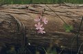 Picture Title - sidalcea and eucalyptus trunk