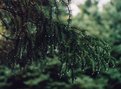 Picture Title - Rainy Spruce