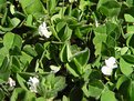 Picture Title - teeny tiny grass flowers..