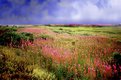 Picture Title - Fireweed Fields in Nome