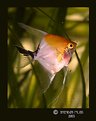 Picture Title - "Angelfish World"