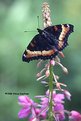Picture Title - Tortoise Shell Butterfly
