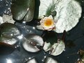 Picture Title - Lilypads