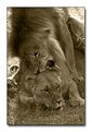 Picture Title - Lions mating