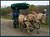 Horse cart;