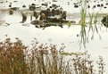 Picture Title - A Fall Marsh Tableau