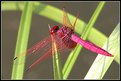 Picture Title - Dragonfly in red