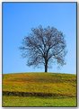 Picture Title - LONELY TREE...