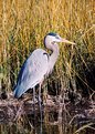 Picture Title - Blue Heron and Fall Color