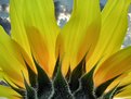 Picture Title - Girasole